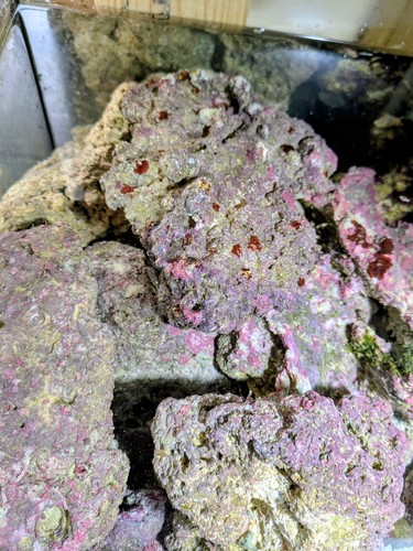 Marine aquarium live rock - aquarium,
