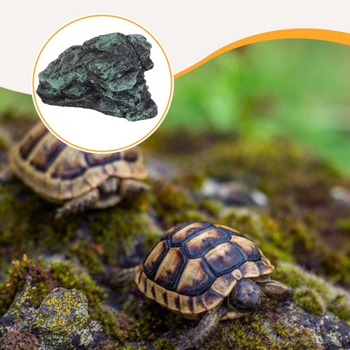 Turtle basking platform rock - platform,