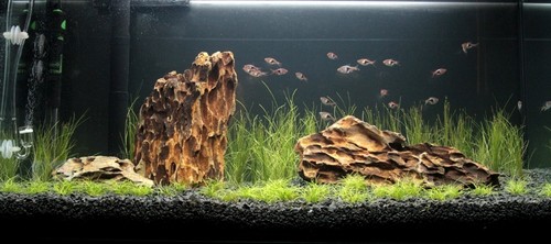 Dragon aquarium rock stone - dragon,