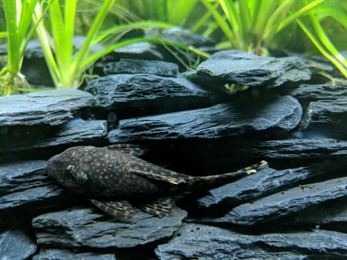 Aquarium stone rock natural - aquarium,