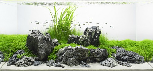 Aquarium rock seiryu stone - rock,