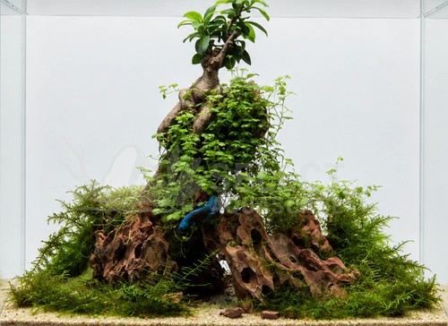 Dragon stone aquarium rock - dragon,