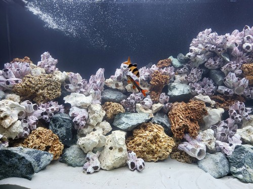 Aquarium rock fish tank - aquarium,