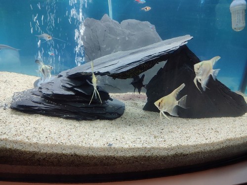 Aquarium slate fish tank rock - tank,