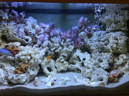 Fish tank rock natural - fish,