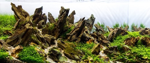 Dragon rock stone - dragon,